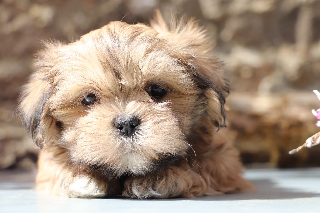 Der Lenn - Chiots disponibles - Lhassa Apso